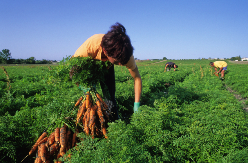 California farm worker